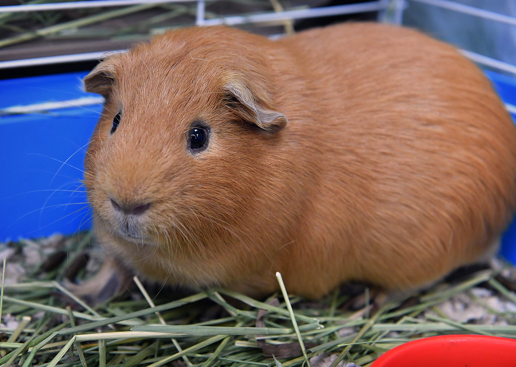 female guinea pig